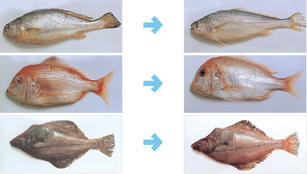 fish50